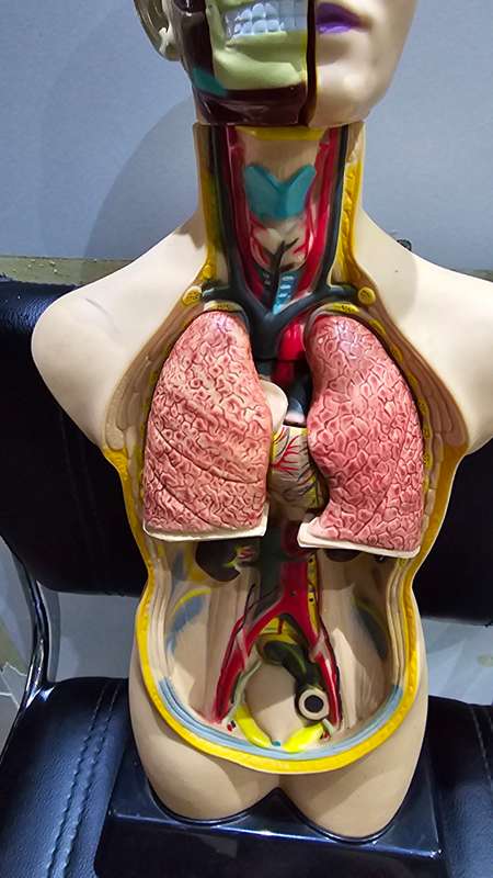 ANATOMICAL MODEL BODY TORSO(50CM)