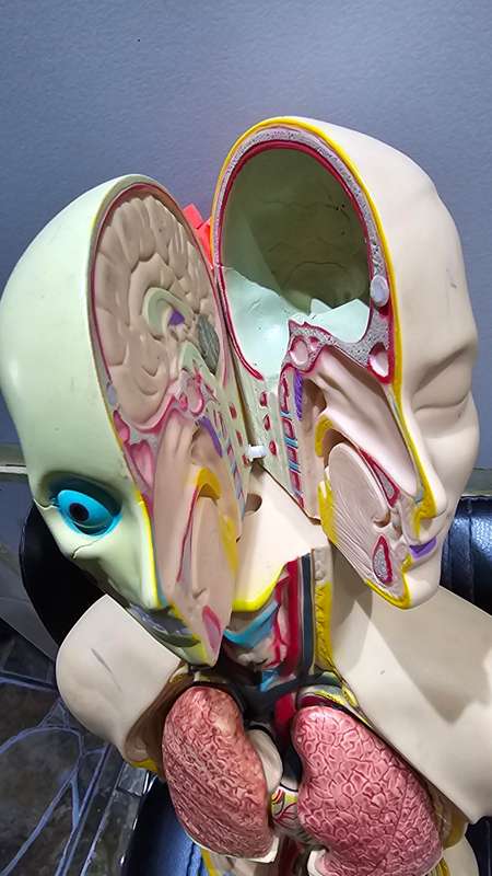 ANATOMICAL MODEL BODY TORSO(50CM)