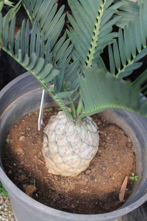 Encephalartos Princeps -Princeps cycad / broodboom