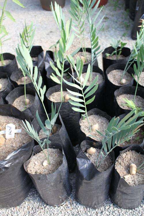 Encephalartos Middelburgensis -Middelburg cycad / broodboom seedlings @R300 each.