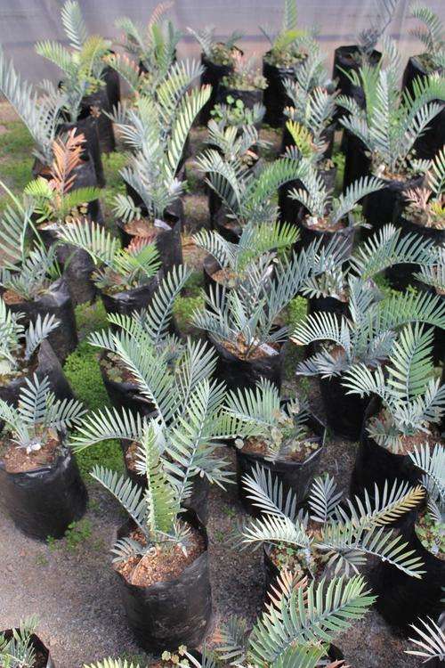 Encephalartos Lehmani -Lehman's cycad / broodboom @R300 5cm ball