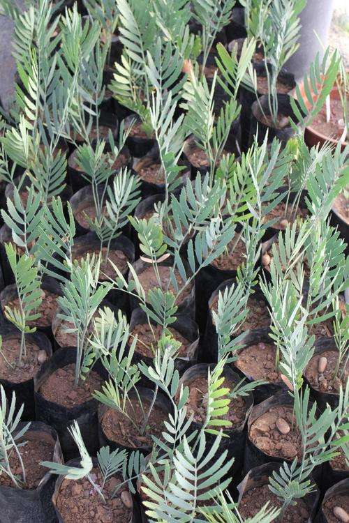 Encephalartos Nubimontanus -cloud mountain cycad / Wolkberg Broodboom -seedlings @R200 each