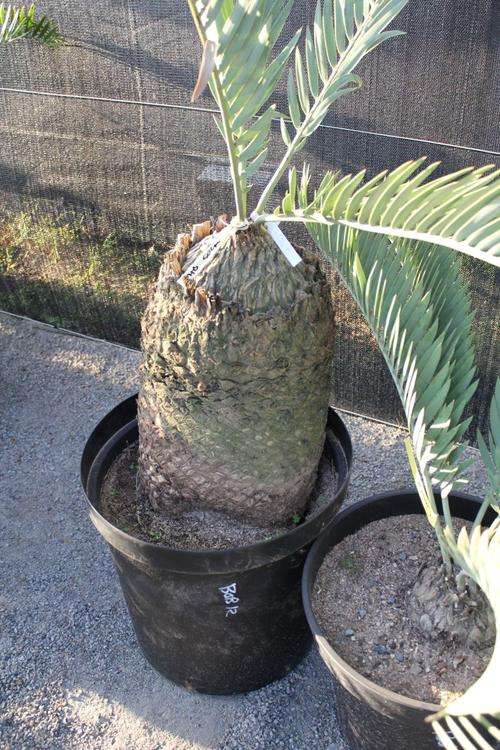 Encephalartos Eugene Maraisii -Eugene Marais cycad / Broodboom