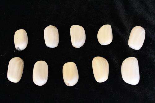 Encephalartos Lehmani 10 X seeds, float tested & ready to plant