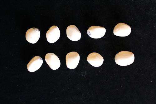 Encephalartos Lanatus 10 X seeds, float tested & ready to plant