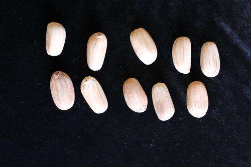 Encephalartos Natalensis (Oribi variant) 10 X seeds, float tested & ready to plant