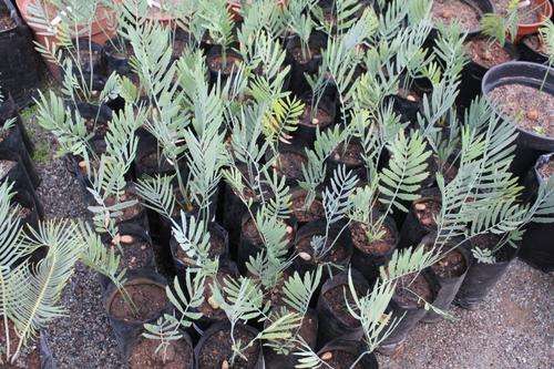 Encephalartos Nubimontanus -cloud mountain cycad / Wolkberg Broodboom -seedlings @R200 each