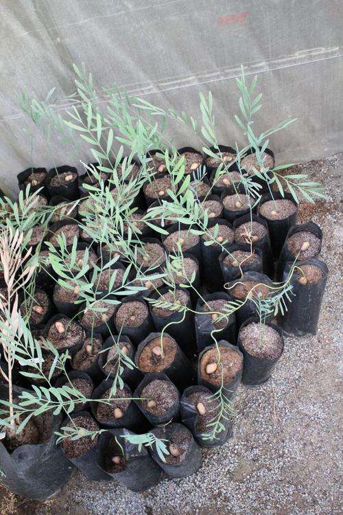 Encephalartos Middelburgensis -Middelburg cycad / broodboom. Seedlings@R260 each