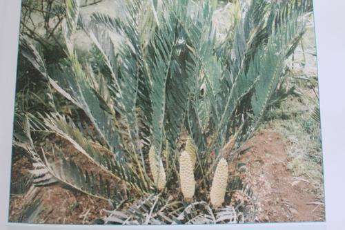 Encephalartos Cupidus (10 x Seeds, float tested, ready to germinate)