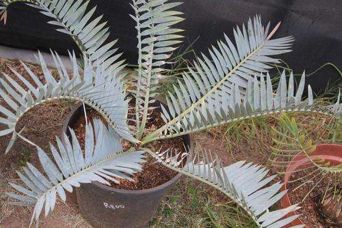 Encephalartos Trispinosus Cycad / broodboom