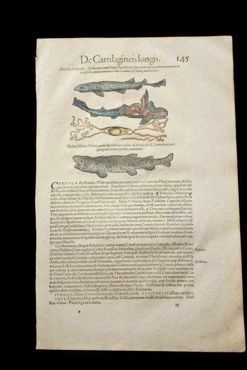Original handcoloured woodcuts of Sharks from Conrad Gesner's Fish Book printed in 1558