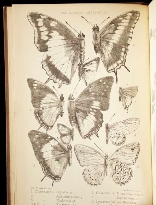 Delagoa Bay - Its Natives and Natural History by Rose Monteiro (1891)