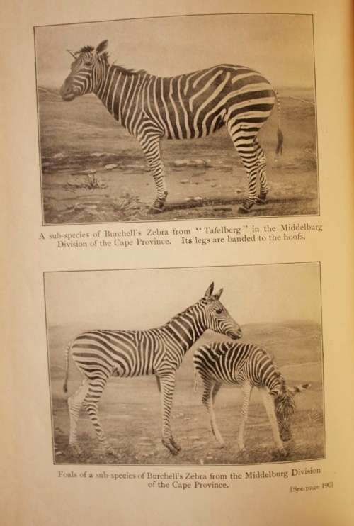 The Natural History Of South Africa - MAMMALS (Complete 4 Volume Set, 1919-1920) by F. W. Fitzsimons