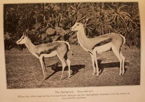 The Natural History Of South Africa - MAMMALS (Complete 4 Volume Set, 1919-1920) by F. W. Fitzsimons