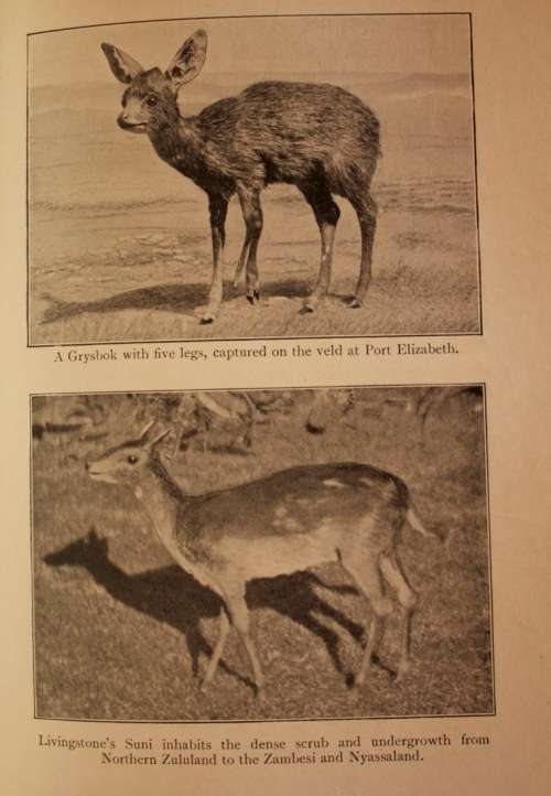 The Natural History Of South Africa - MAMMALS (Complete 4 Volume Set, 1919-1920) by F. W. Fitzsimons