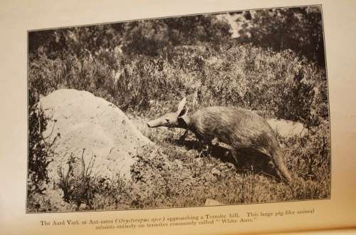 The Natural History Of South Africa - MAMMALS (Complete 4 Volume Set, 1919-1920) by F. W. Fitzsimons