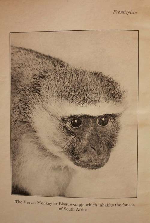 The Natural History Of South Africa - MAMMALS (Complete 4 Volume Set, 1919-1920) by F. W. Fitzsimons