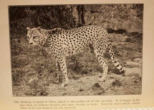 The Natural History Of South Africa - MAMMALS (Complete 4 Volume Set, 1919-1920) by F. W. Fitzsimons