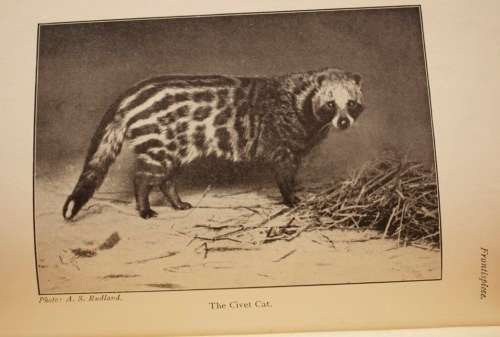 The Natural History Of South Africa - MAMMALS (Complete 4 Volume Set, 1919-1920) by F. W. Fitzsimons