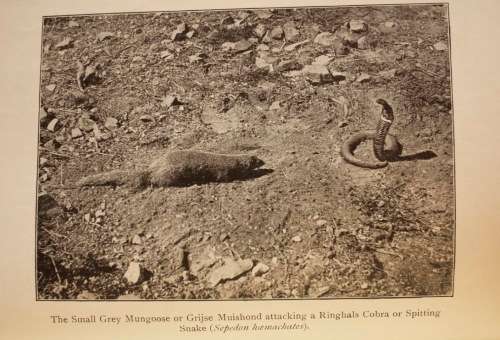 The Natural History Of South Africa - MAMMALS (Complete 4 Volume Set, 1919-1920) by F. W. Fitzsimons