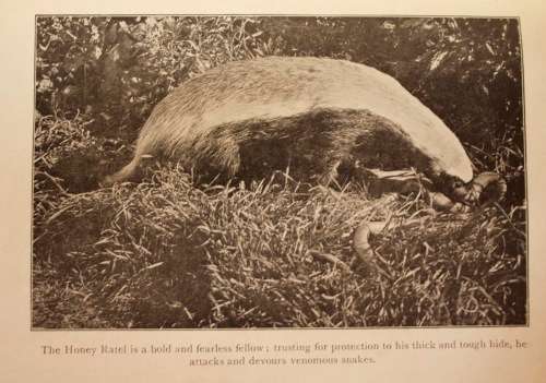 The Natural History Of South Africa - MAMMALS (Complete 4 Volume Set, 1919-1920) by F. W. Fitzsimons
