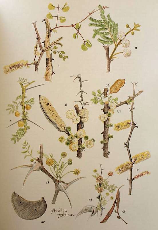 TRANSVAAL WILD FLOWERS by Anita Fabian & Gerrit Germishuizen