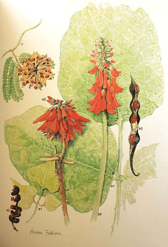 TRANSVAAL WILD FLOWERS by Anita Fabian & Gerrit Germishuizen