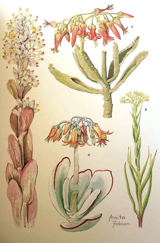 TRANSVAAL WILD FLOWERS by Anita Fabian & Gerrit Germishuizen