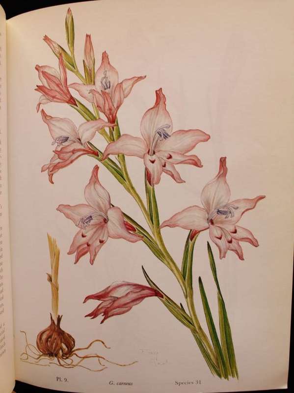 South African Species GLADIOLUS