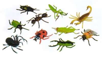 Insects in PVC bag