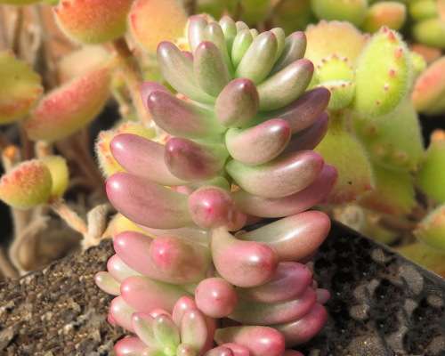 Pink Jelly Bean Plant - Sedum rubrotinctum "Aurora" - Pink variegated leaves - Easy to grow