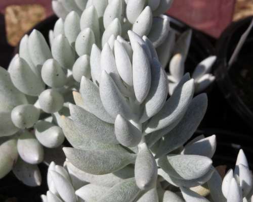 Cocoon Plant - Senecio haworthii - Silver-white leaves  - Easy to grow
