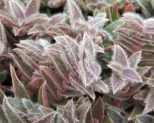 Pussy Ears Plant - Cyanotus somaliensis - Soft hairy leaves  - Easy to grow