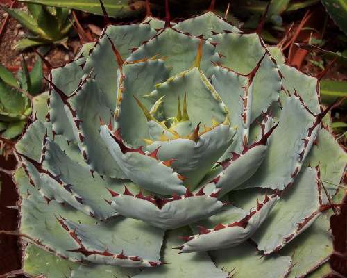 Butterfly Agave - Agave potatorum `Kichiokan` - Compact rosettes - Easy growing