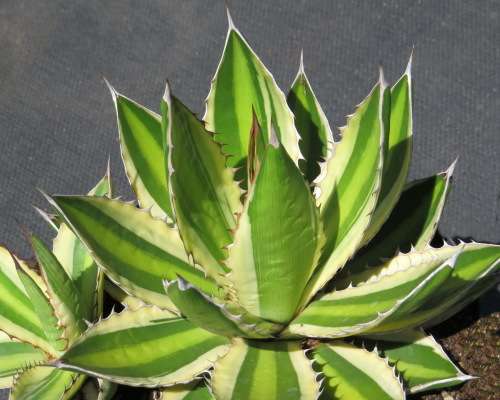 Quadricolor Agave - Agave lophantha `Quadricolor` - Colourful rosettes - Easy growing