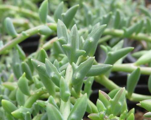 String of Dolphins - Senecio peregrinus - Unique Dolphin-like leaves - Easy growing Plant