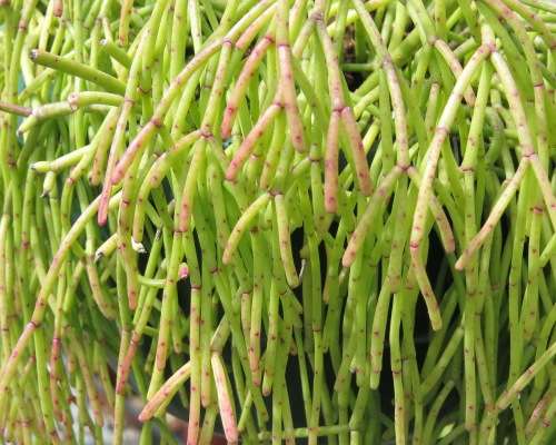 Old Mans Beard Rhipsalis - Rhipsalis capilliformis - Nice hanging basket plant - Easy growing