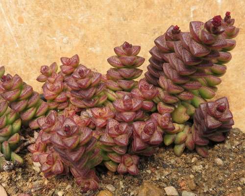 Kouga String of Buttons Plant - perforata subsp. kougaensis - reddish-purpley leaves - Easy growing