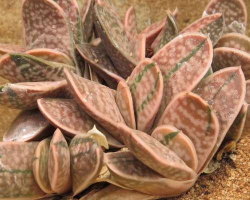 Mini Pink Ox Tongue - Gasteria obtusifolia Pink Variegated - Pink colour - Easy growing