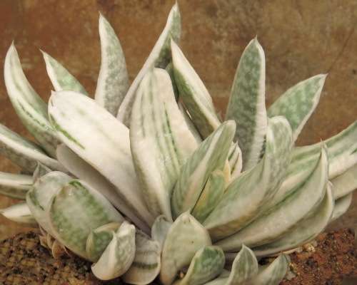 Sakura Fuji Ox Tongue - Gasteria `Sakura Fuji` - white-grey colour - Easy growing