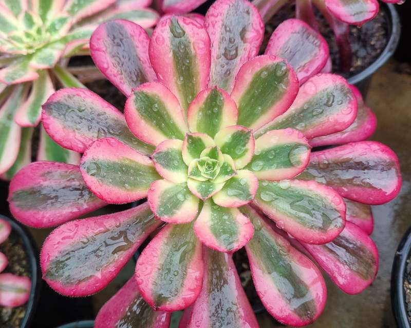 Aeonium Medusa - Beautiful succulent plant