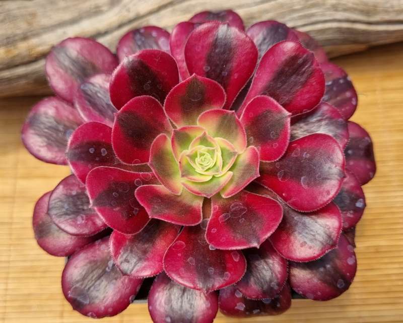 Aeonium Medusa - Beautiful succulent plant