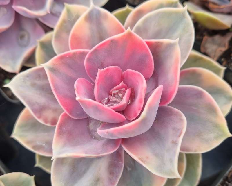 Echeveria Rainbow - Beautiful pink succulent plant