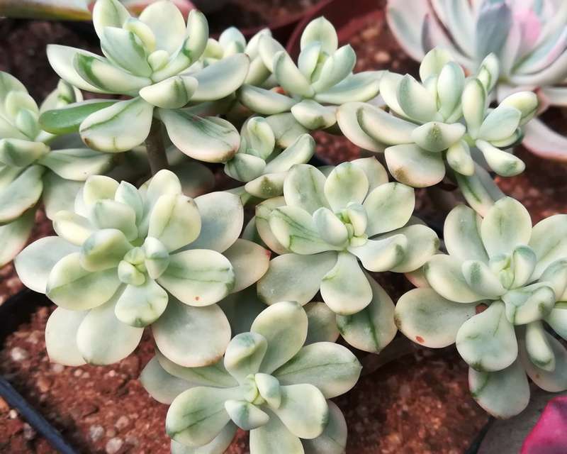Echeveria macdougalii Satang - Beautiful succulent plant