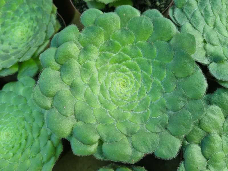 Aeonium tabuliforme - Beautiful succulent plant