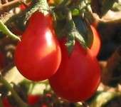 Tomato seeds Red fig 10 seeds - Declicious!