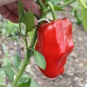 Pepper seeds - Ancho San Luis 10 seeds - New!!