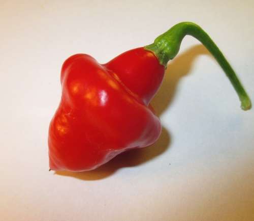 SALE 20% OFF TIL XMAS!! Pepper seeds - Piaozinho 10 seeds - New!! Rare!!