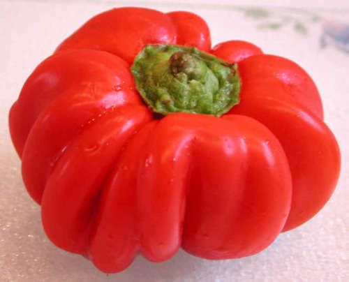 SALE 20% OFF TIL XMAS!! Pepper seeds - Red Cheese 10 seeds - New!! Sweet