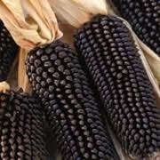Popcorn - Dakota Black 10 seeds - New!! Rare!!